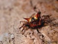 /album/arachnida/gasteracantha-cancriformis-jpg/